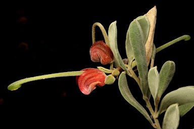 APII jpeg image of Grevillea arenaria subsp. arenaria  © contact APII