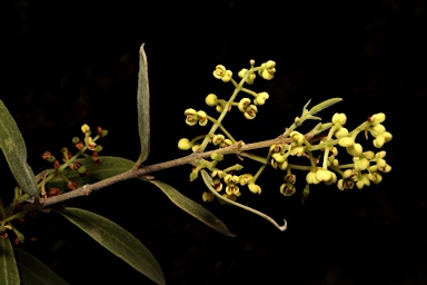 APII jpeg image of Notelaea microcarpa var. microcarpa  © contact APII