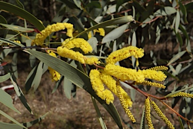 APII jpeg image of Acacia cheelii  © contact APII