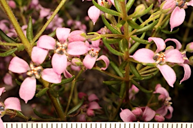 APII jpeg image of Zieria aspalathoides subsp. aspalathoides  © contact APII