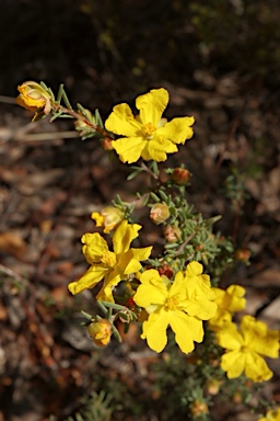 APII jpeg image of Hibbertia riparia  © contact APII