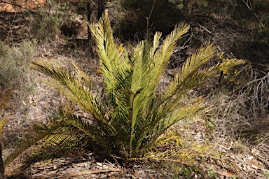 APII jpeg image of Macrozamia polymorpha  © contact APII