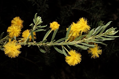 APII jpeg image of Acacia mariae  © contact APII