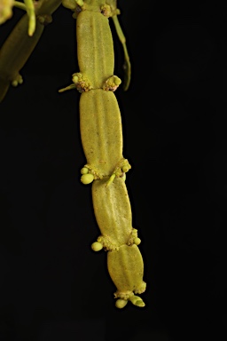 APII jpeg image of Korthalsella rubra subsp. geijericola  © contact APII