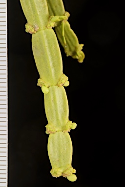 APII jpeg image of Korthalsella rubra subsp. geijericola  © contact APII