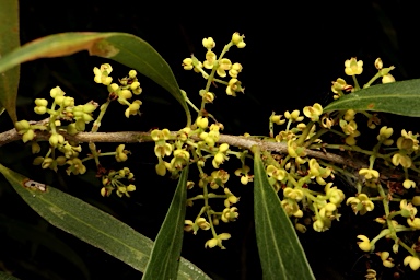 APII jpeg image of Notelaea microcarpa var. microcarpa  © contact APII