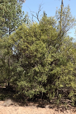 APII jpeg image of Notelaea microcarpa var. microcarpa  © contact APII