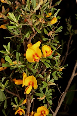 APII jpeg image of Pultenaea cuneata  © contact APII