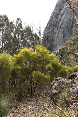 APII jpeg image of Acacia neriifolia  © contact APII