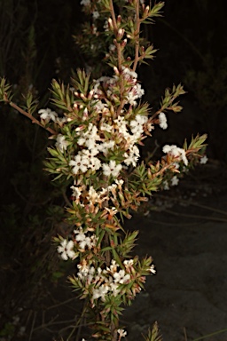 APII jpeg image of Leucopogon attenuatus  © contact APII