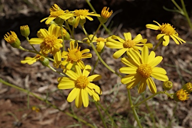 APII jpeg image of Senecio pinnatifolius var. pinnatifolius  © contact APII
