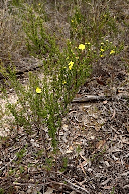 APII jpeg image of Hibbertia circumdans  © contact APII
