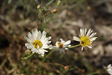 APII jpeg image of Brachyscome paludicola  © contact APII