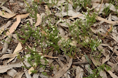 APII jpeg image of Asperula conferta  © contact APII