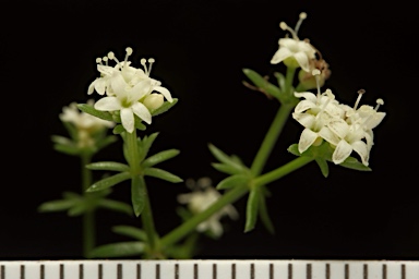 APII jpeg image of Asperula conferta  © contact APII