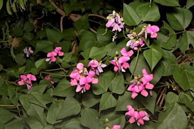 APII jpeg image of Dipogon lignosus  © contact APII