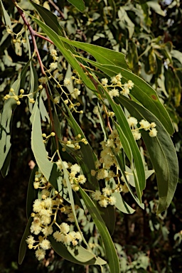 APII jpeg image of Acacia falciformis  © contact APII