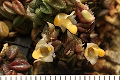 APII jpeg image of Dockrillia toressae  © contact APII