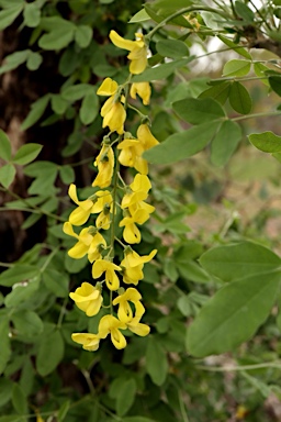 APII jpeg image of Laburnum anagyroides  © contact APII