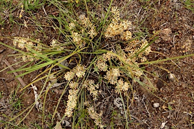 APII jpeg image of Lomandra multiflora  © contact APII