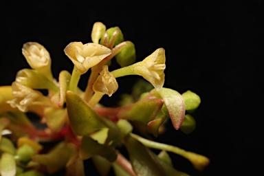 APII jpeg image of Montia fontana subsp. chondrosperma  © contact APII