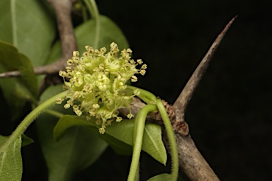 APII jpeg image of Maclura pomifera  © contact APII