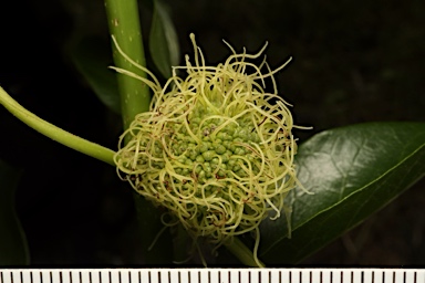 APII jpeg image of Maclura pomifera  © contact APII
