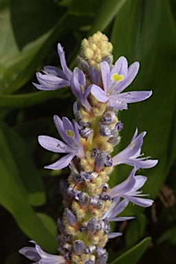APII jpeg image of Pontederia cordata  © contact APII