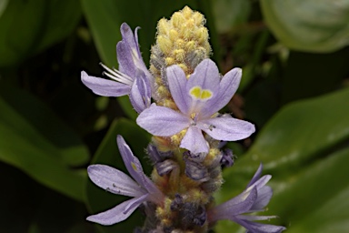 APII jpeg image of Pontederia cordata  © contact APII