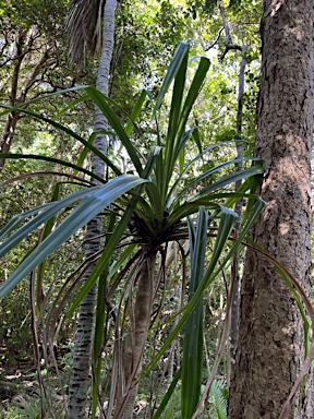 APII jpeg image of Pandanus forsteri  © contact APII