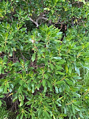 APII jpeg image of Myoporum insulare  © contact APII