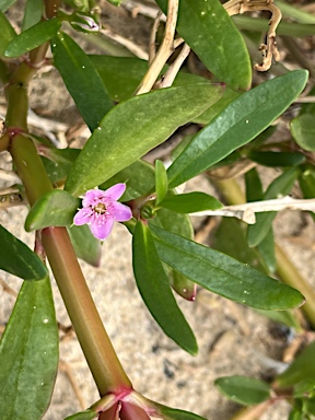 APII jpeg image of Sesuvium portulacastrum subsp. portulacastrum  © contact APII