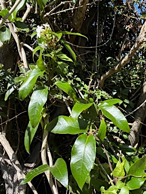 APII jpeg image of Jasminum simplicifolium subsp. australiense  © contact APII