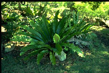 APII jpeg image of Asplenium australasicum  © contact APII