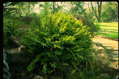 APII jpeg image of Blechnum minus  © contact APII