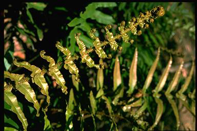 APII jpeg image of Blechnum wattsii  © contact APII