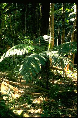 APII jpeg image of Cyathea rebeccae  © contact APII