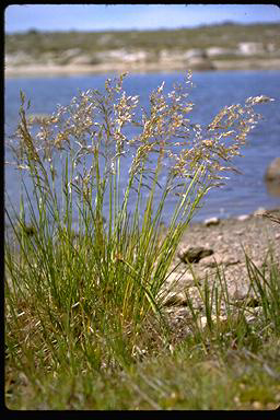 APII jpeg image of Deschampsia caespitosa  © contact APII