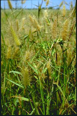 APII jpeg image of Pennisetum basedowii  © contact APII