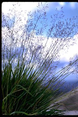 APII jpeg image of Agrostis parviflora  © contact APII