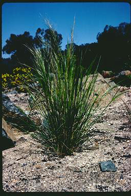 APII jpeg image of Austrostipa nitida  © contact APII