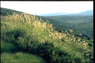 APII jpeg image of Chionochloa frigida  © contact APII