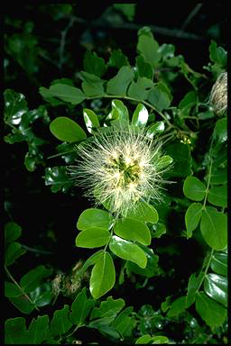 APII jpeg image of Cathormion umbellatum  © contact APII