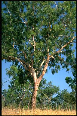 APII jpeg image of Corymbia bleeseri  © contact APII