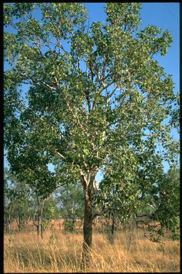 APII jpeg image of Corymbia foelscheana  © contact APII