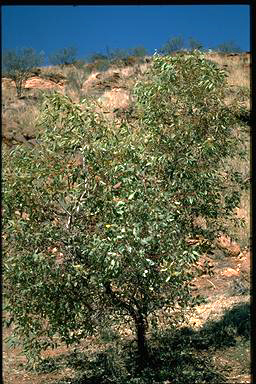 APII jpeg image of Eucalyptus socialis  © contact APII