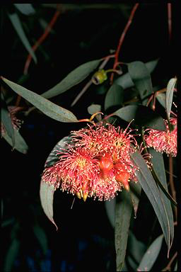 APII jpeg image of Eucalyptus torquata  © contact APII