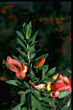 APII jpeg image of Eremophila maculata  © contact APII