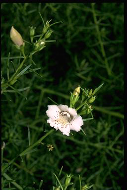 APII jpeg image of Eremophila polyclada  © contact APII