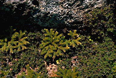 APII jpeg image of Lycopodium fastigatum  © contact APII